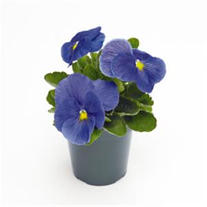 Viola wittrockiana EVO F1 True Blue_32909_5 kopen