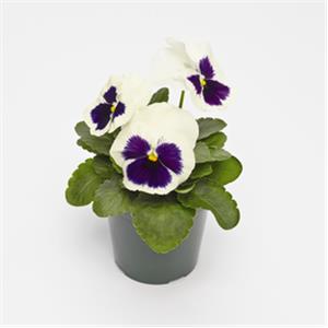 Viola wittrockiana EVO F1 White Blotch_12071_2 kopen