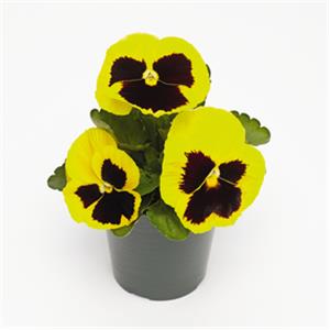 Viola wittrockiana EVO F1 Yellow Blotch_34483_1 kopen