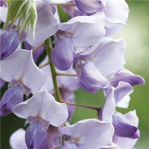 Wisteria sinensis Caroline kopen