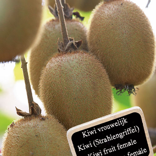 Actinidia deliciosa Golden Kiwi kopen Kalmthout