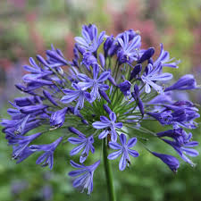 Agapanthus africanus kopen Kalmthout