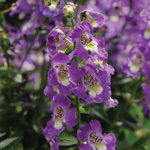 Angelonia Angustifolia kopen Kalmthout