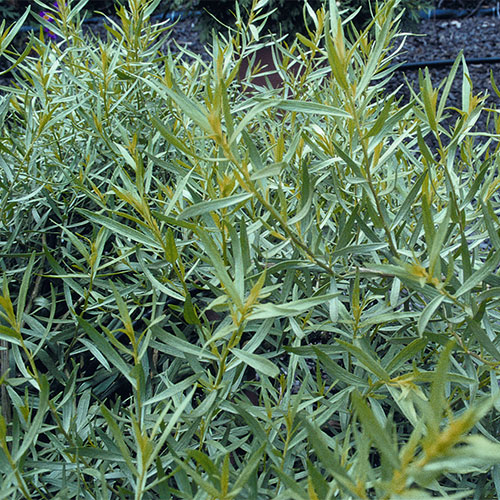 Artemesia dranunculus kopen Kalmthout