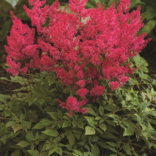 Astilbe arendsii kopen Kalmthout