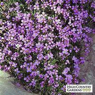 Aubretia gracilis kopen Kalmthout