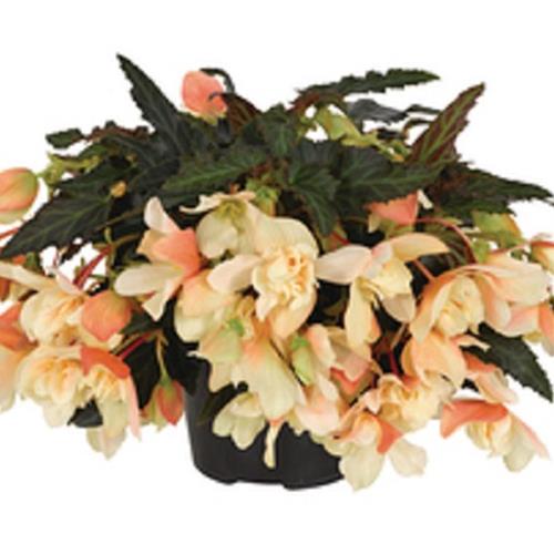 Begonia boliviensis kopen Kalmthout