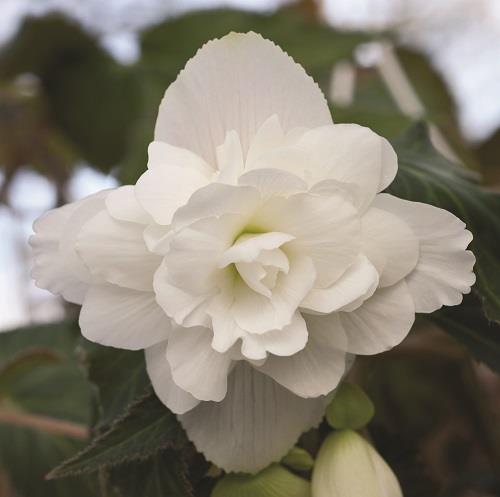 Begonia tuberhybrida kopen Kalmthout