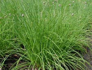 Allium schoenoprasum kopen Kalmthout