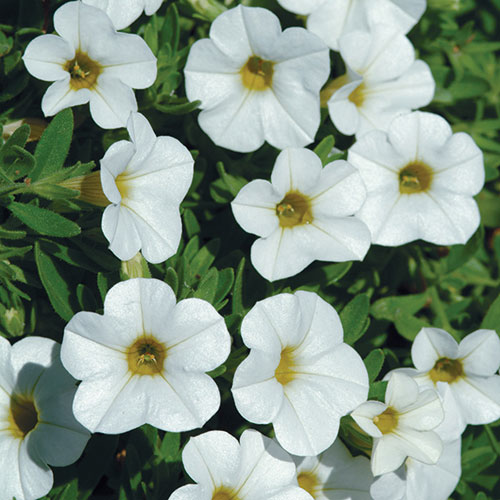 Calibrachoa kopen Kalmthout