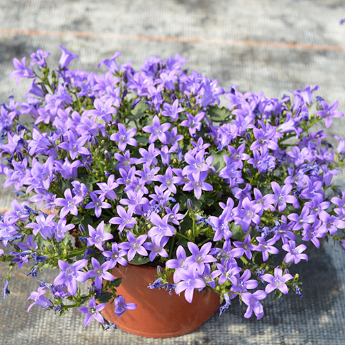 Campanula Portenschlagiana kopen Kalmthout