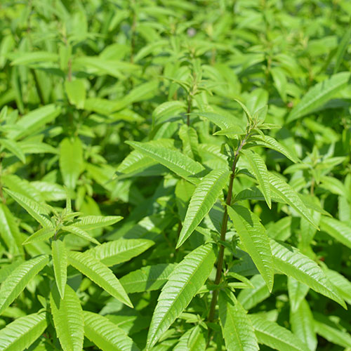 Lippia citriodora kopen Kalmthout