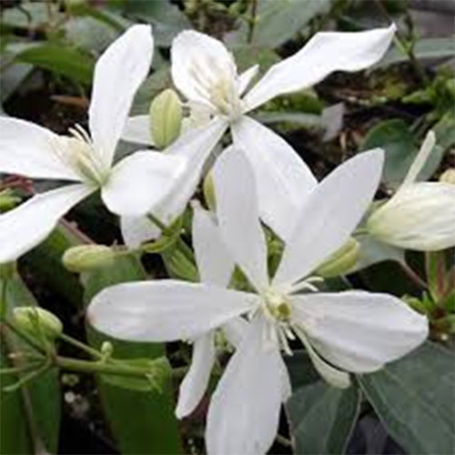 Clematis armandii kopen Kalmthout