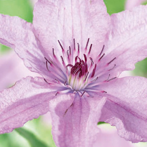 Clematis kopen Kalmthout