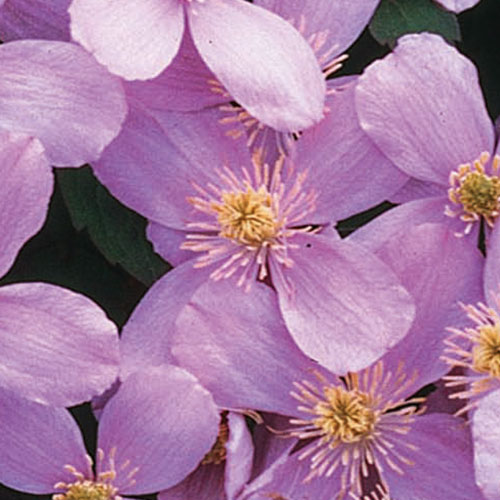 Clematis montana kopen Kalmthout