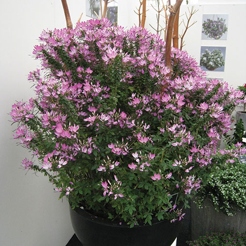 Cleome kopen Kalmthout