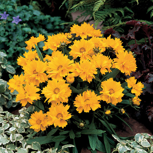 Coreopsis grandiflora kopen Kalmthout