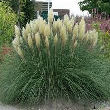 Cortaderia selloana kopen Kalmthout