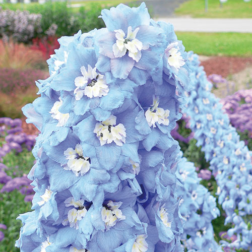 Delphinium kopen Kalmthout