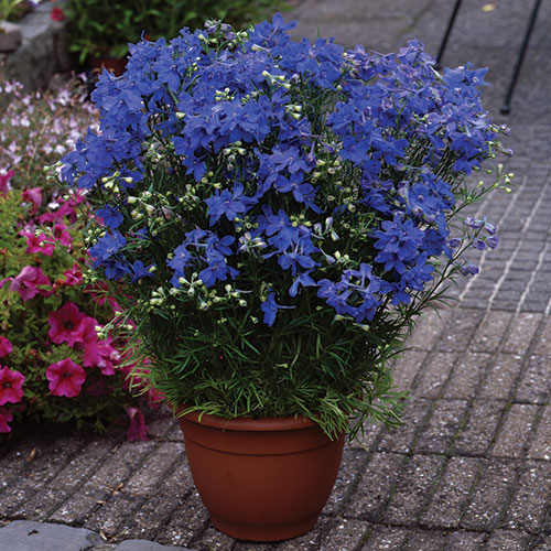 Delphinium grandiflorum kopen Kalmthout