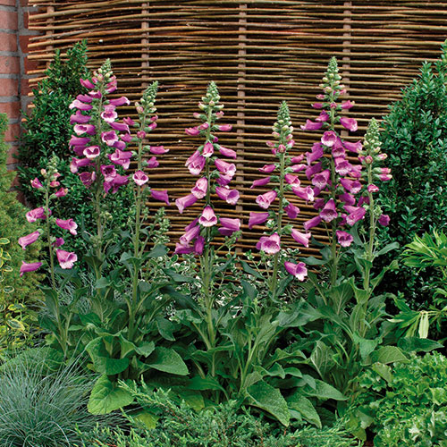 Digitalis purpurea kopen Kalmthout