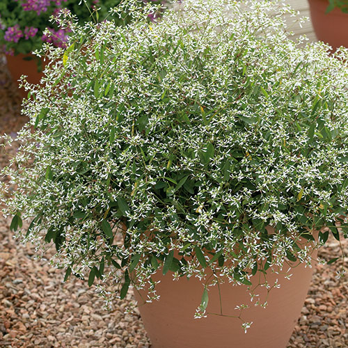 Euphorbia kopen Kalmthout