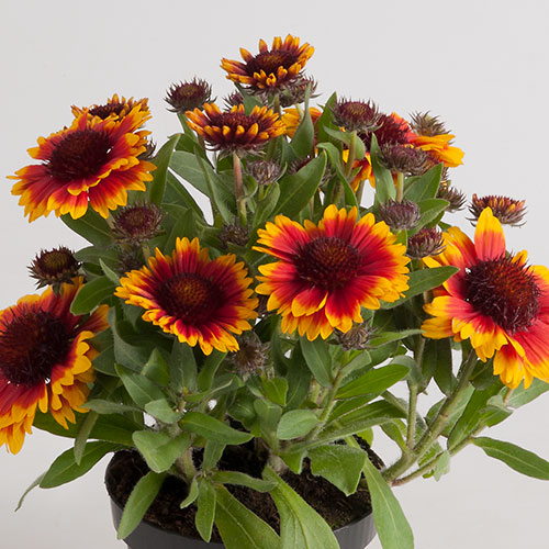 Gaillardia Compositeae kopen Kalmthout