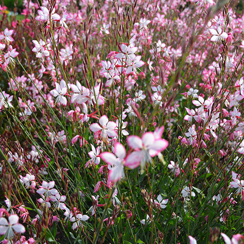 Gaura lindheimeri kopen Kalmthout