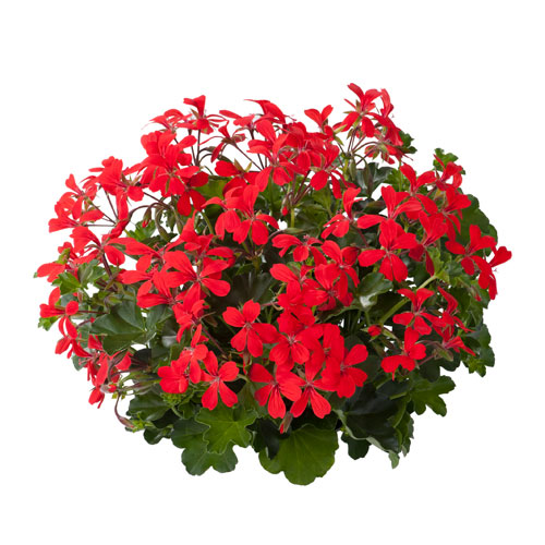 Pelargonium peltatum kopen Kalmthout