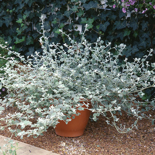 Helichrysum Petiolare kopen Kalmthout