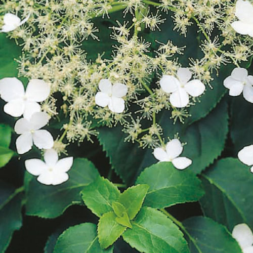 Hydrangea petiolars kopen Kalmthout