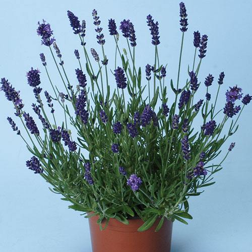 Lavandula angustifolia kopen Kalmthout