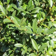 Ligustrum Texanum kopen Kalmthout