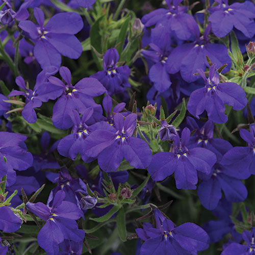 Lobelia kopen Kalmthout