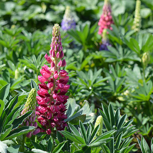 Lupinus polyphyllus kopen Kalmthout