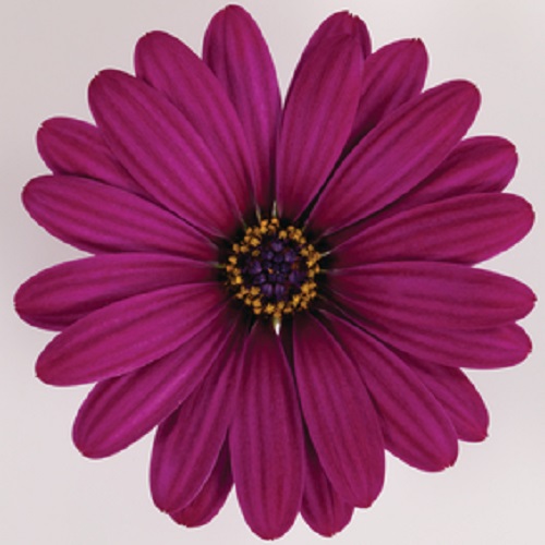 Osteospermum ecklonis kopen Kalmthout