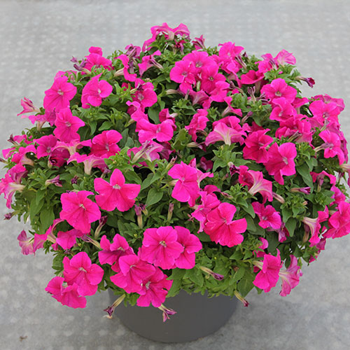 Petunia kopen Kalmthout