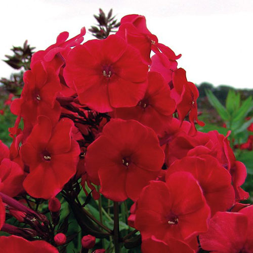 Phlox paniculata kopen Kalmthout