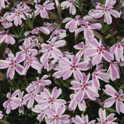 Phlox subulata kopen Kalmthout