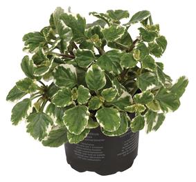 Plectranthus kopen Kalmthout