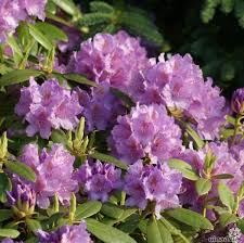 Rhododendron kopen Kalmthout