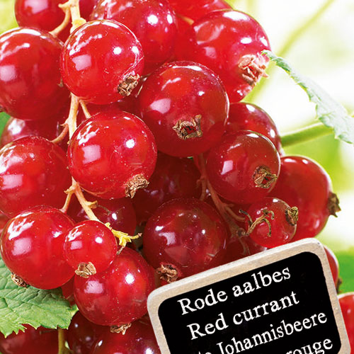 Ribes rubrum Jonkheer van Tets kopen Kalmthout