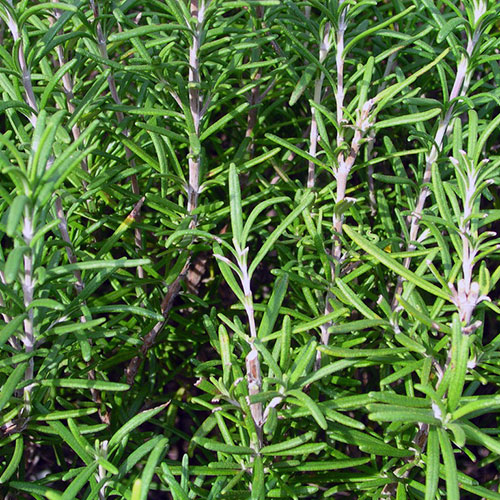 Rosmarinus officinalis kopen Kalmthout