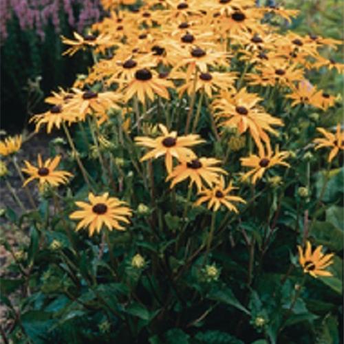 Rudbeckia fulgida Goldsturm kopen Kalmthout