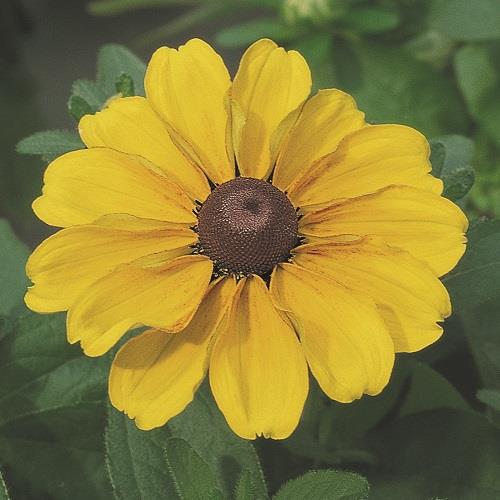 Rudbeckia hirta kopen Kalmthout