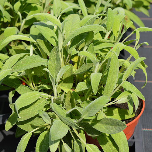 Salvia officinalis culinaria kopen Kalmthout