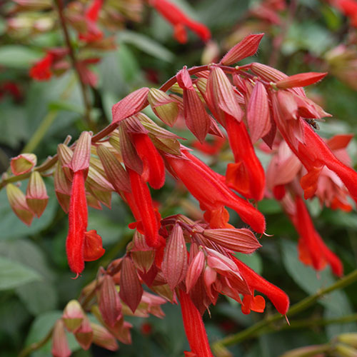 Salvia Embers Wish kopen Kalmthout