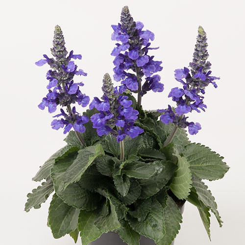 Salvia hybrida kopen Kalmthout