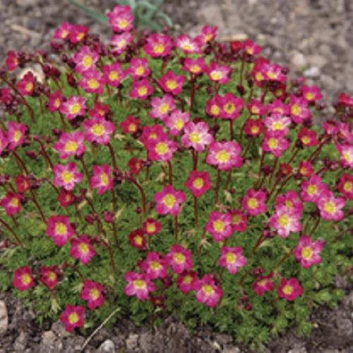 Saxifraga kopen Kalmthout