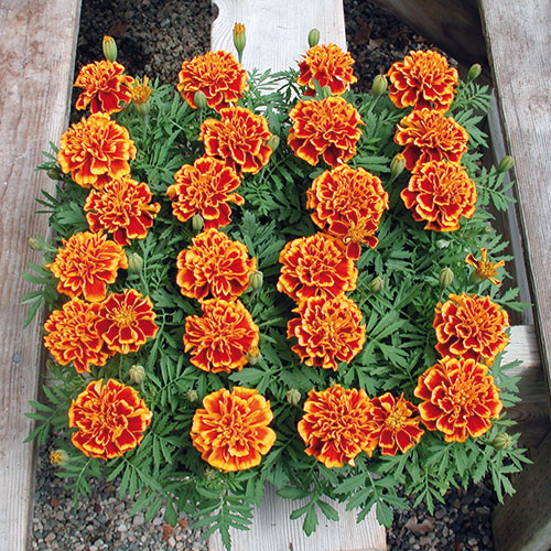 Tagetes kopen Kalmthout